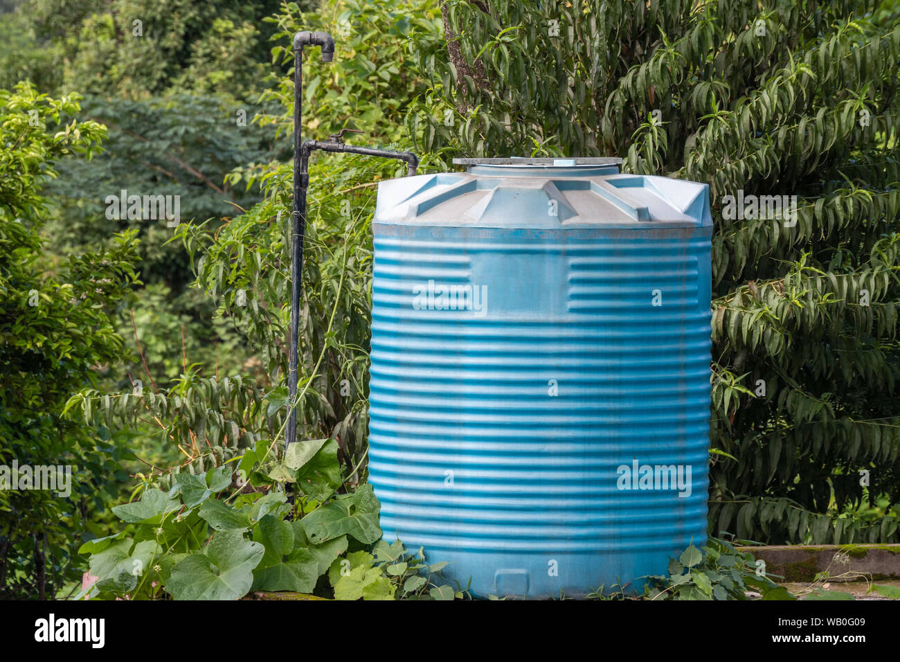 Blue Water Tank bedeckt mit Bäumen und Pflanzen. Stockfoto
