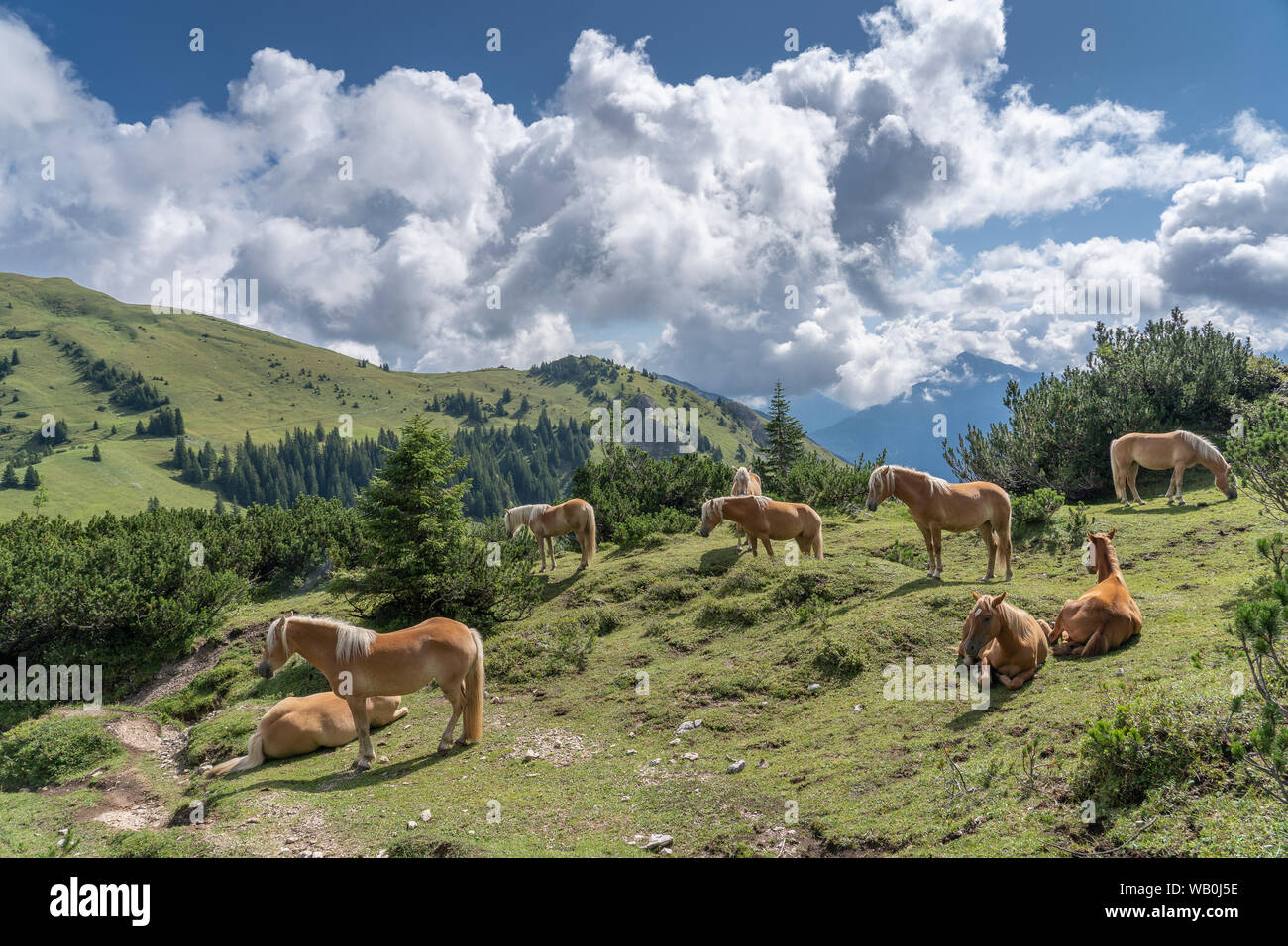 Berühmte Haflinger-Pferde auf einer Alm im Tannheimer Tal, Österreich Stockfoto