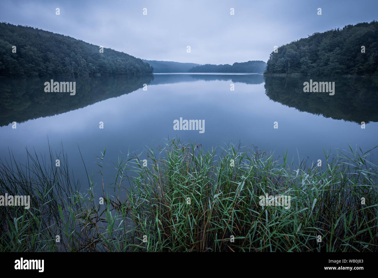 Friedliche und bewölkten Morgen am See Ukleisee mitten im Wald, im Vordergrund Reed, Eutin, Schleswig-Holstein, Deutschland Stockfoto