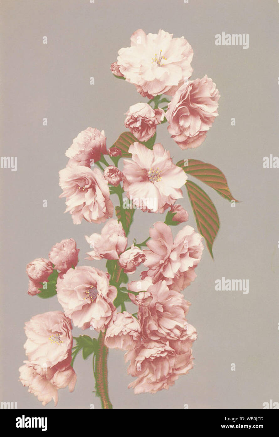 Vintage flowers Artwork Stockfoto