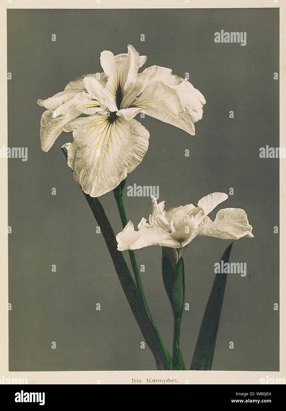Vintage flowers Artwork Stockfoto
