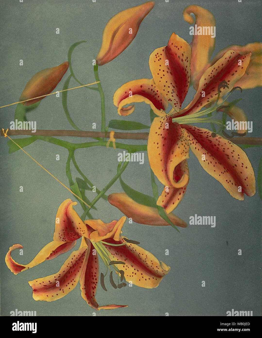 Vintage flowers Artwork Stockfoto