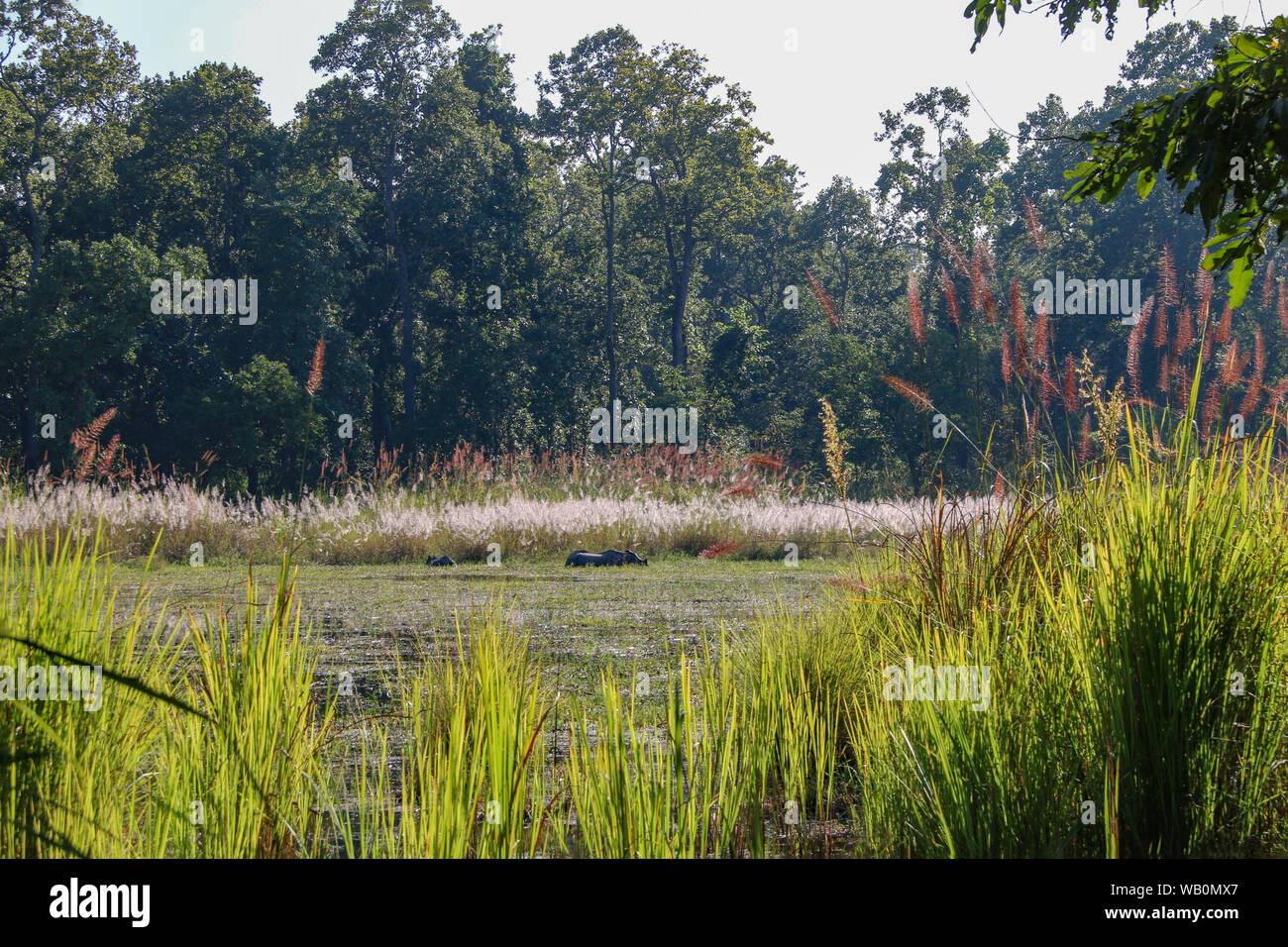 Rhino Familie waten und Fütterung in den See in Chitwan Nationalpark, Nepal, Zentralasien Stockfoto