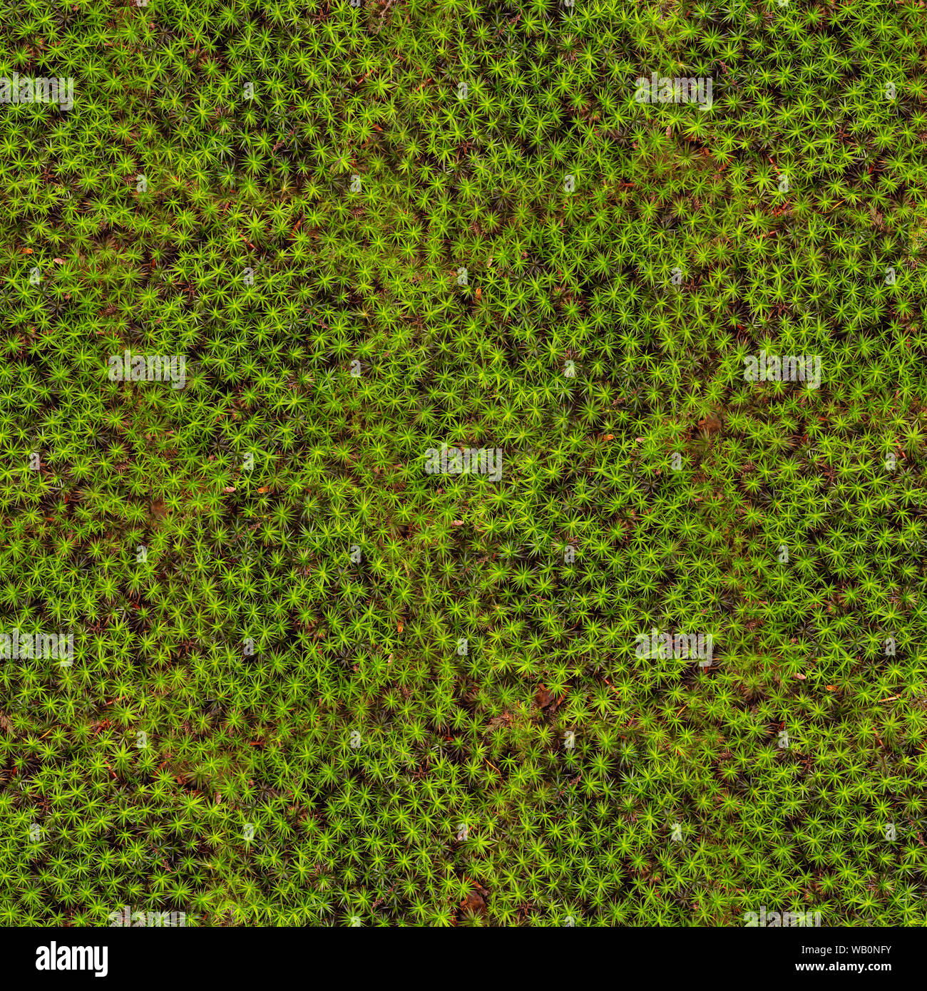 Hintergrund der Polytrichum commune auch bekannt als große goldene maidenhair Stockfoto