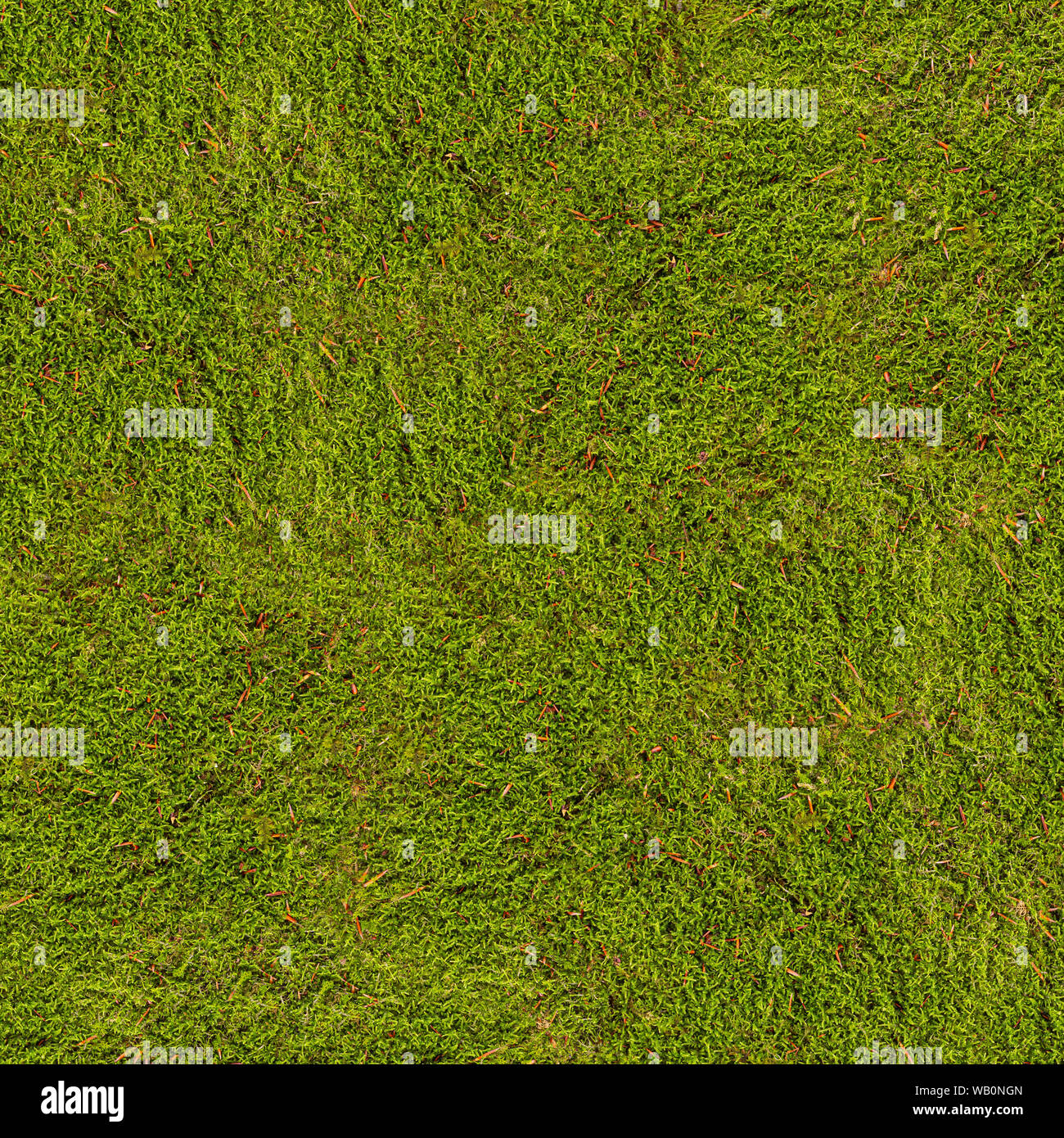Hintergrund Der Hypnum cupressiforme oder hypnum Moss, ist eine Häufige und verbreitete Arten von Moss Stockfoto