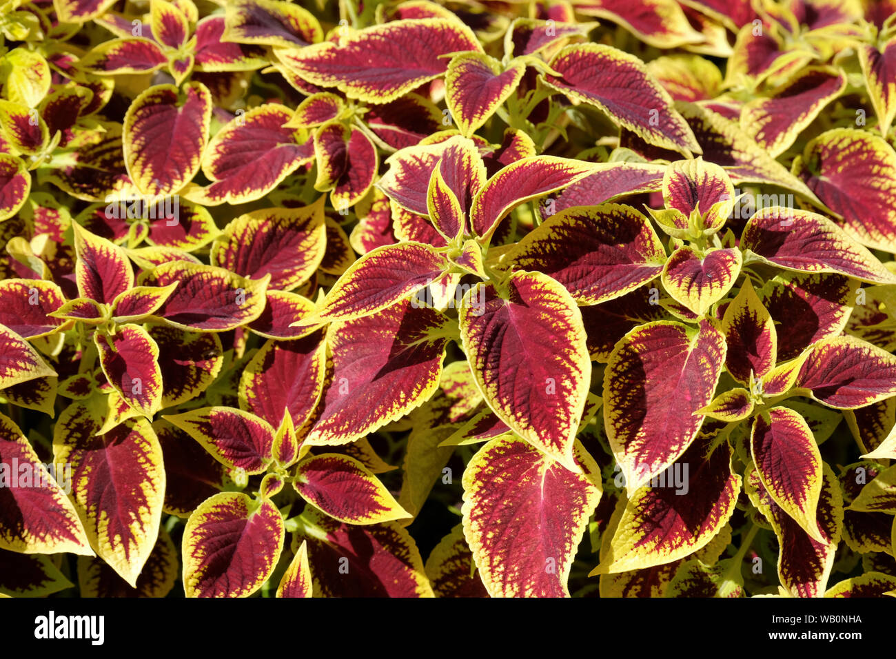 In der Nähe von Burgund/gelbe Blätter von solenostemon Scutellarioides Henna, Coleus Henna Stockfoto