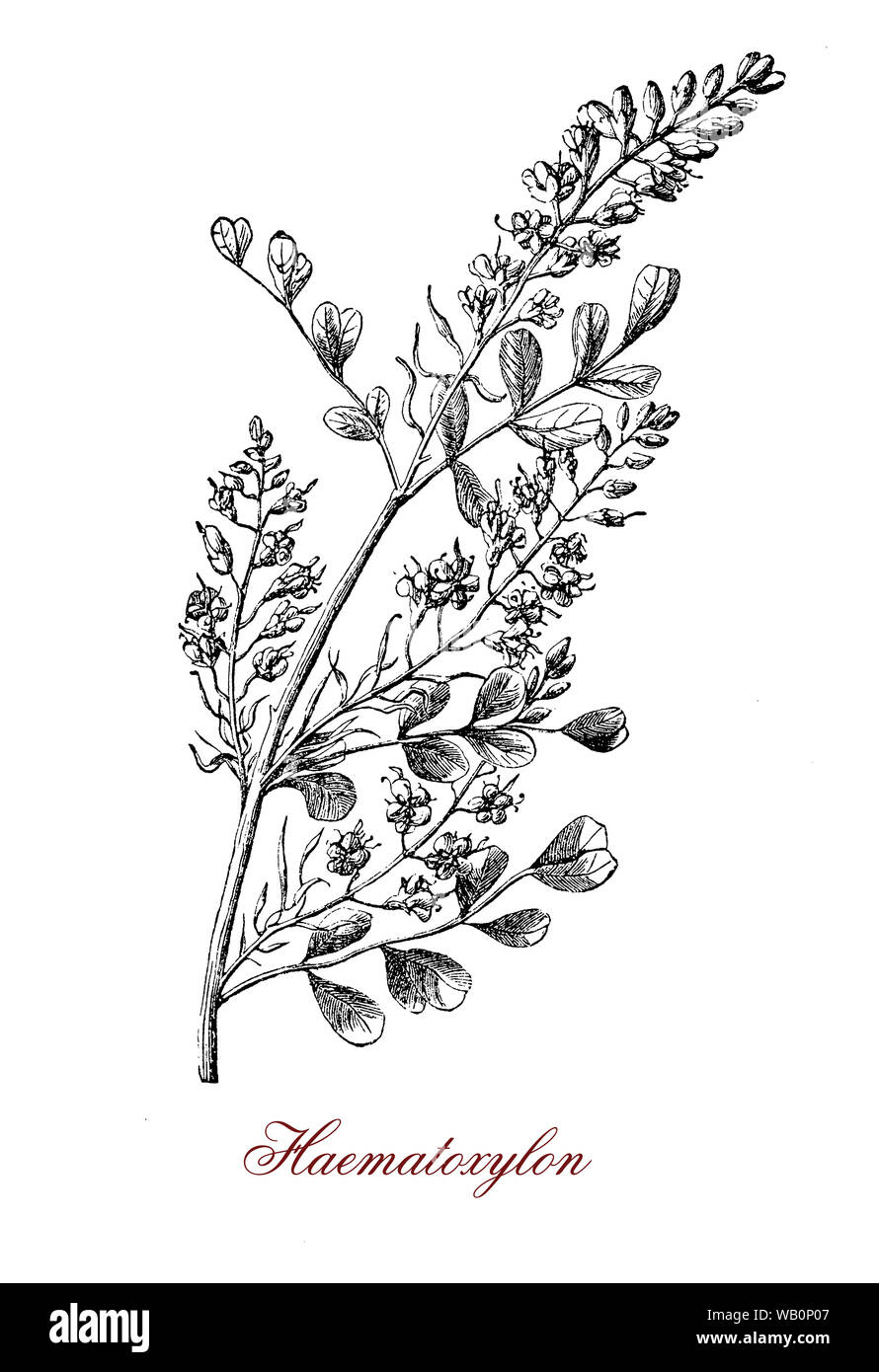 Hülsenfrüchte Haematoxylon dornigen Baum des tropischen Amerika und SW-Afrika, das Kernholz ergibt sich der Farbstoff hämatoxylin Stockfoto