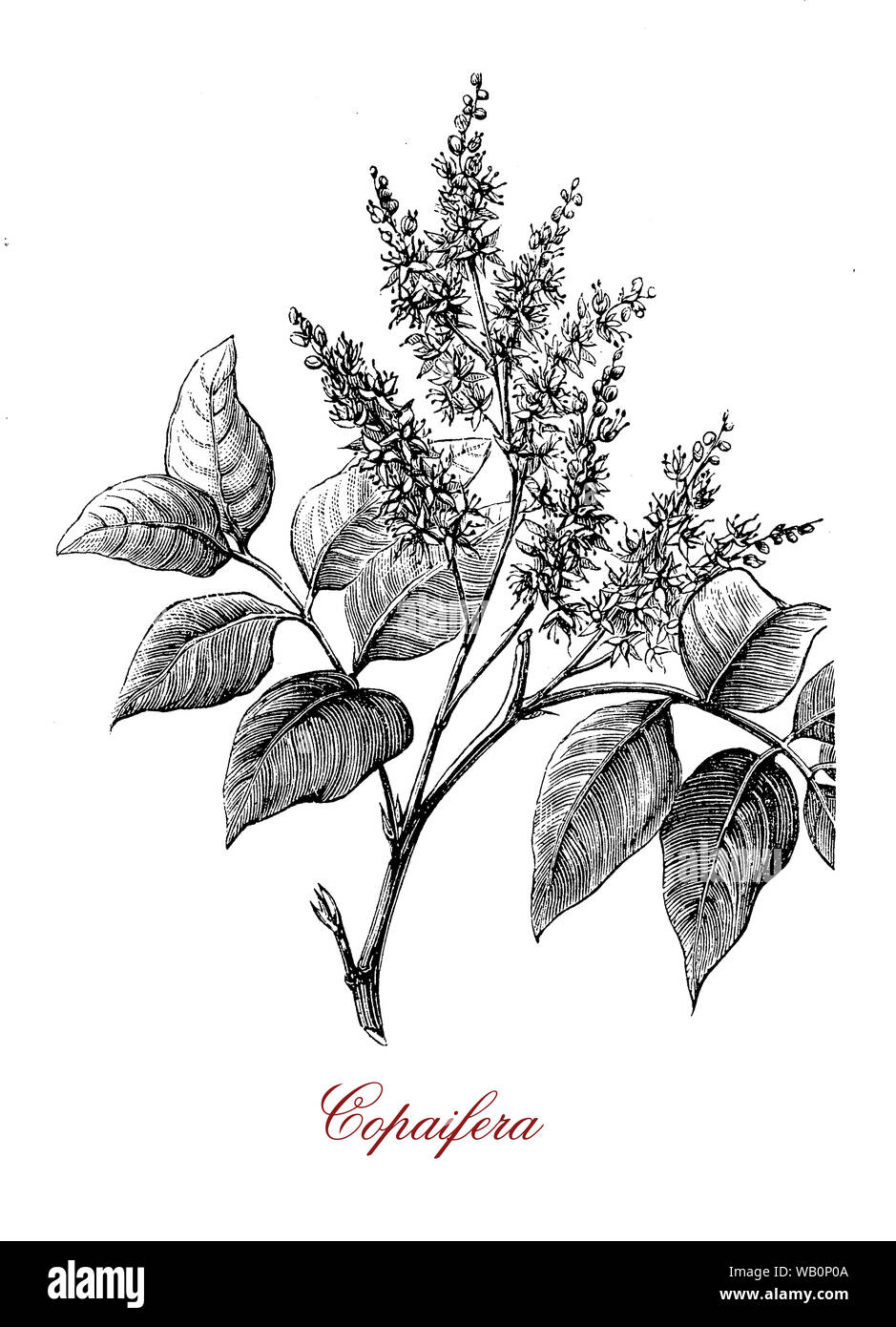 Copaifera blühende Pflanzen für Harze und ätherische Öle benutzt und Biodiesel zu produzieren Stockfoto