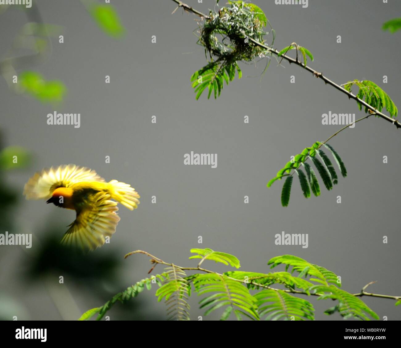 Männliche südlichen maskierte Weaver (ploceus Intermedius) fliegen weg von seinem Nest auf eine Mimose Bush im Liwonde Nationalpark, Malawi. Stockfoto