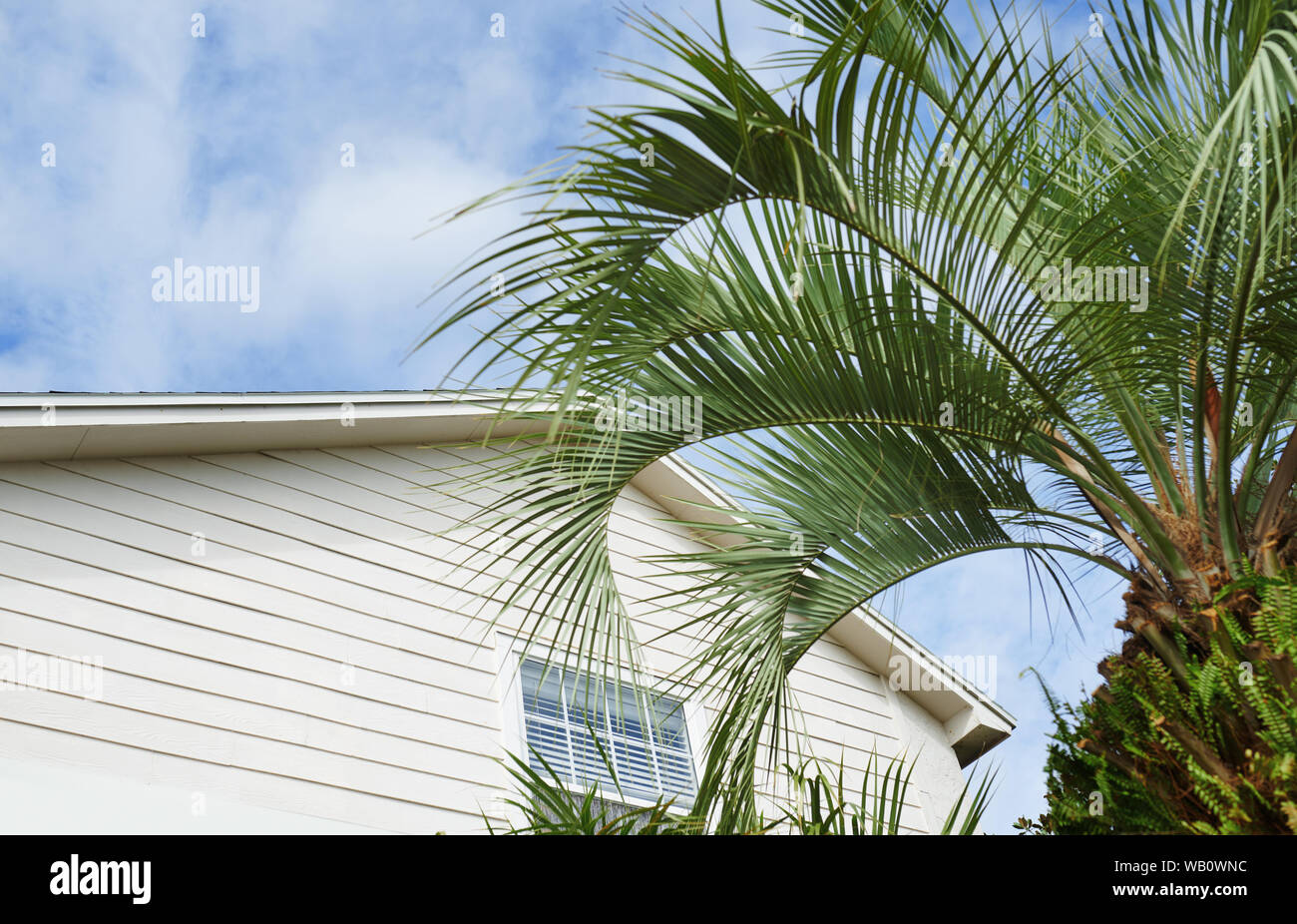 Wohngebäude und Palme am Hinterhof Stockfoto