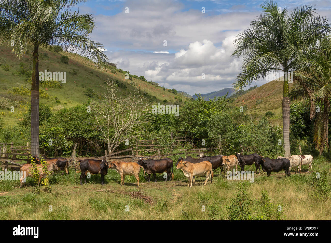 Grasende Kühe auf einem Bauernhof, Minas Gerais, Brasilien Stockfoto