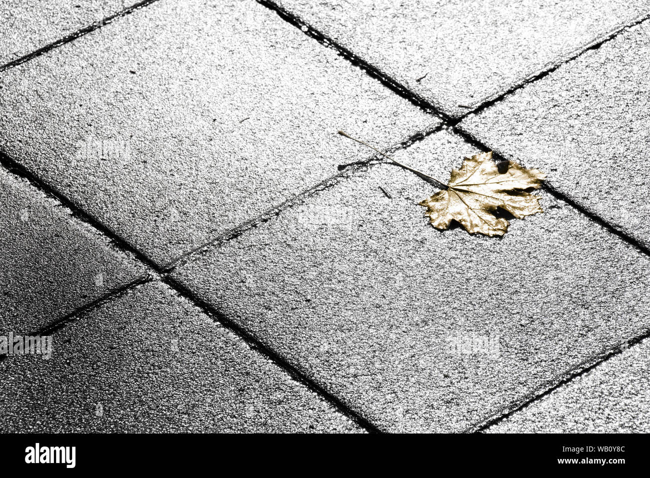 Golden gefallen Blatt auf der Straße in Schwarz und Weiß Stockfoto