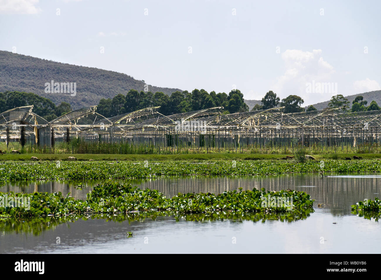 Flower farm Vordächern ohne Abdeckungen von Lake Naivasha mit Wasserhyazinthe, Kenia Stockfoto