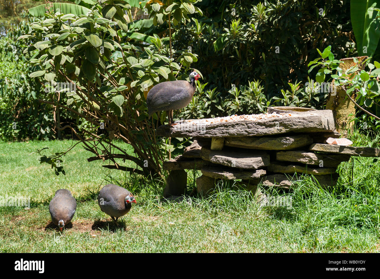 Elmeted reichnowi guineafowl (Numida meleagris) Suchen nach Essen im kurzen Gras, Naivasha, Kenia Stockfoto