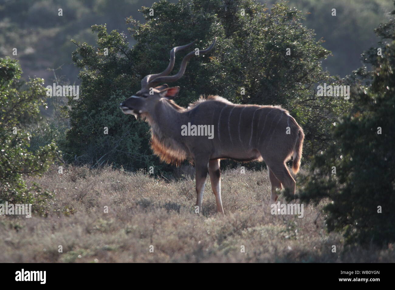 Mehr Kudu (Tragelaphus strepsiceros) im buschfeld von Addo Elephant National Park, Südafrika Stockfoto
