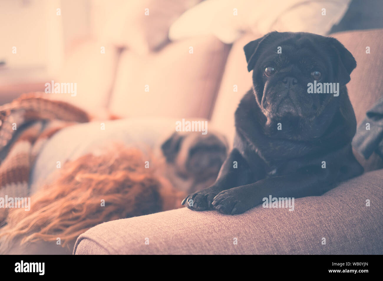 Hund auf dem Sofa sitzen nach dem Aufwachen an der Kamera mit einer Frau und einem anderen weißen Hund schlafen in der backgroung am Morgen - Hunde- und Stockfoto