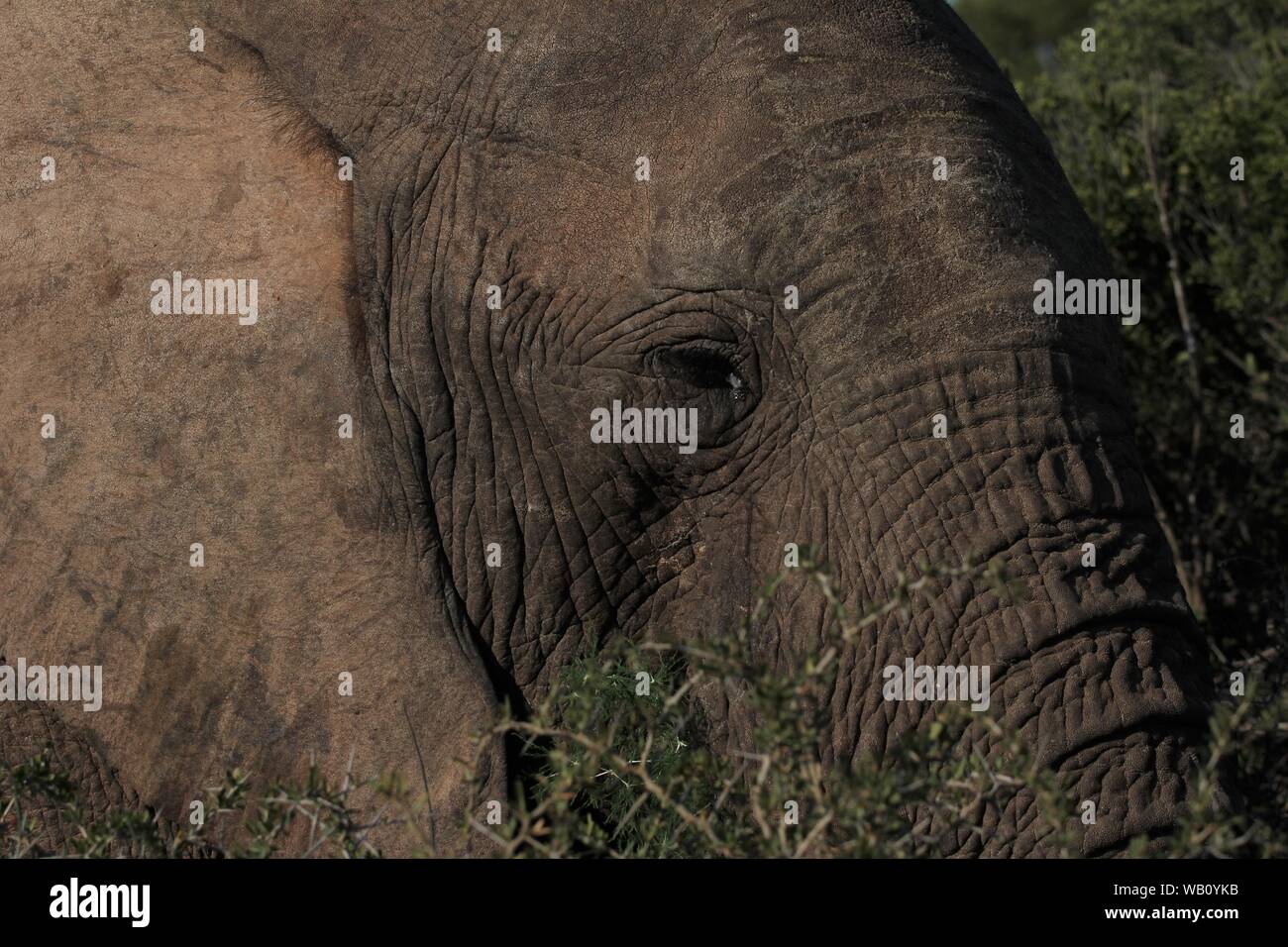 Afrikanischer Elefant (Loxodonta africana) am Addo Elephant National Park, Südafrika Stockfoto