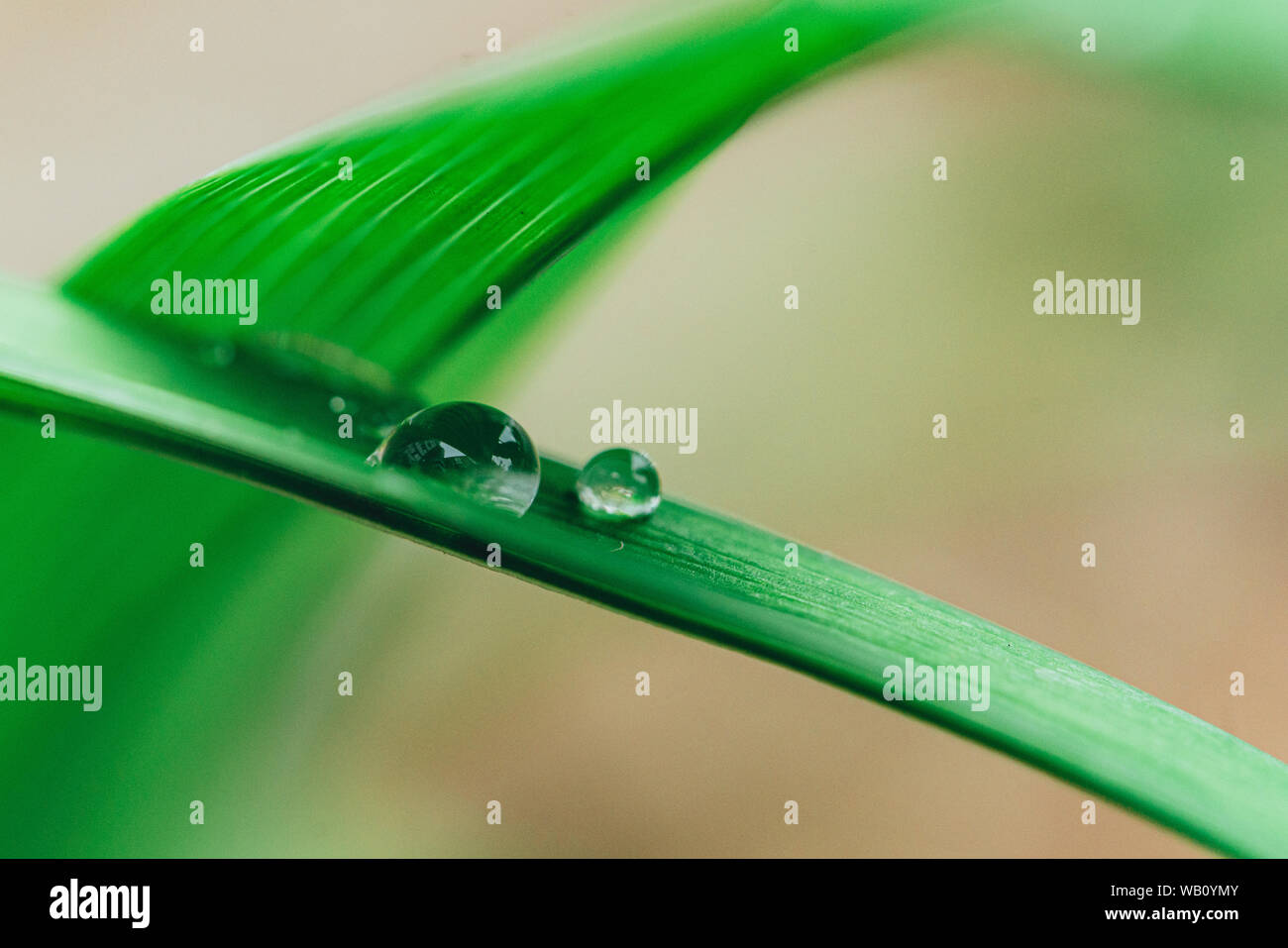 Morgen Natur Hintergrund mit schönen Drop. Ökologische Slow Life Stockfoto