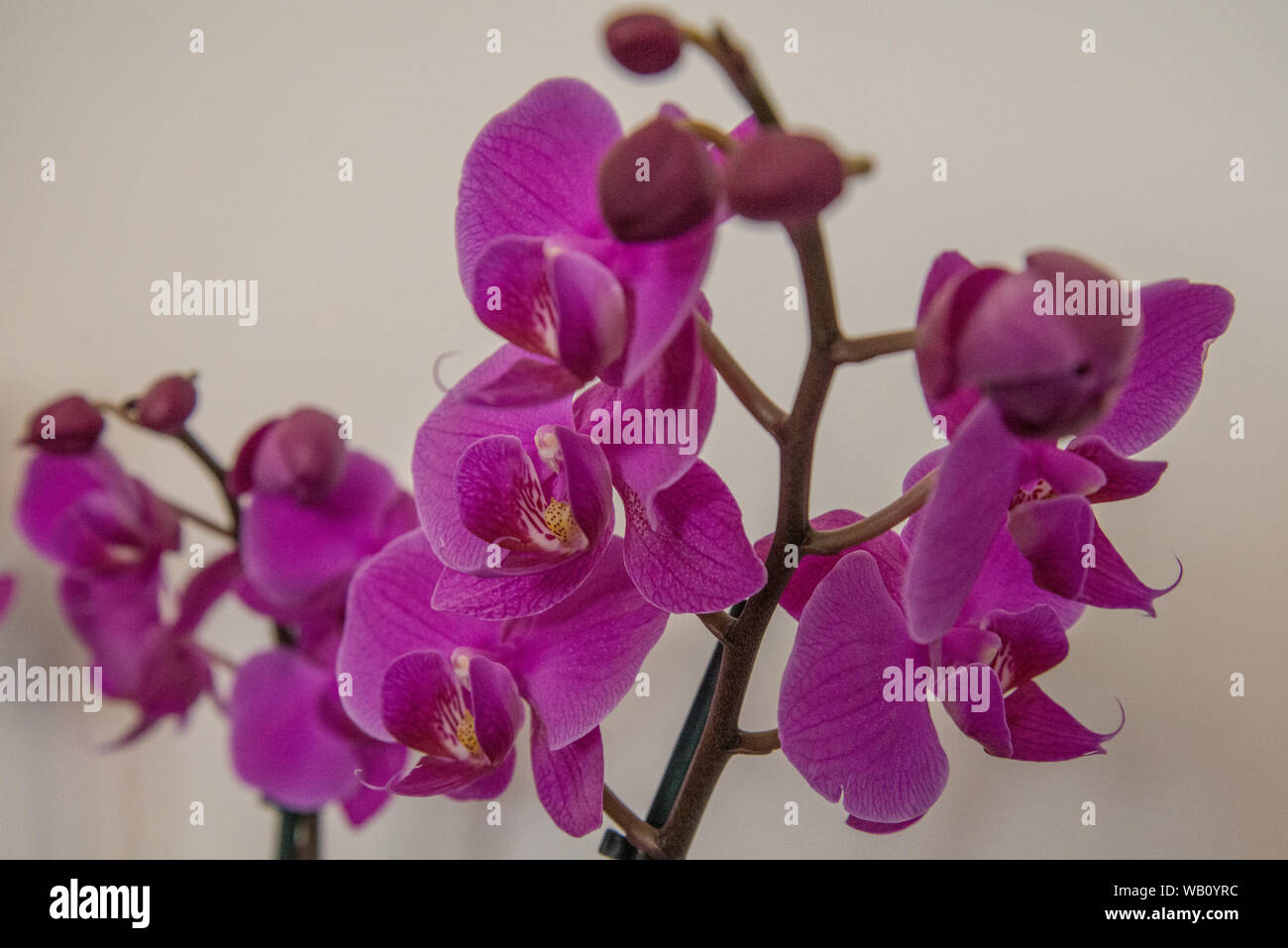 Orchideen Stockfoto