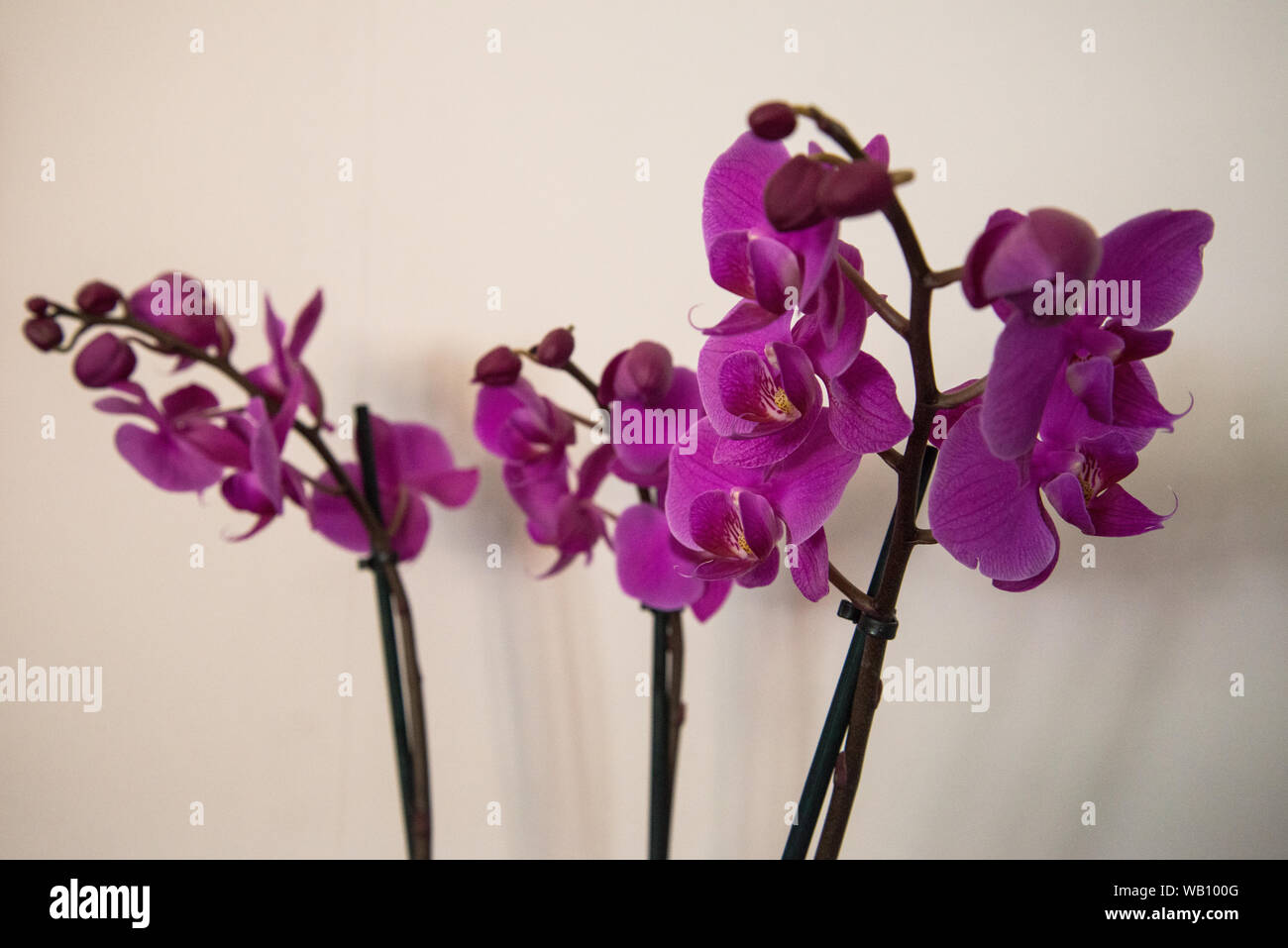 Orchideen Stockfoto