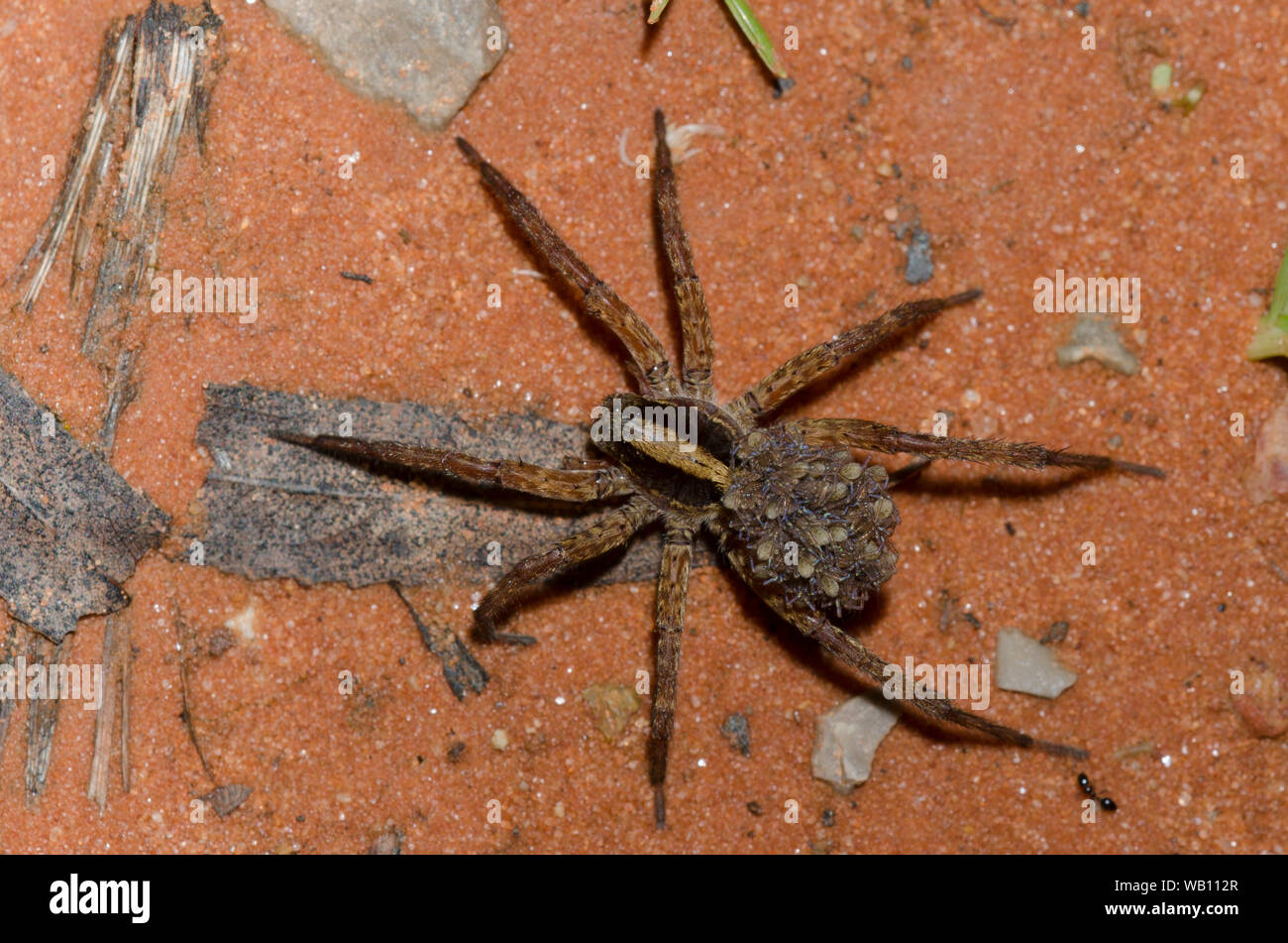 Wolf Spider, Familie Lycosidae, Weibchen mit Jungen Stockfoto