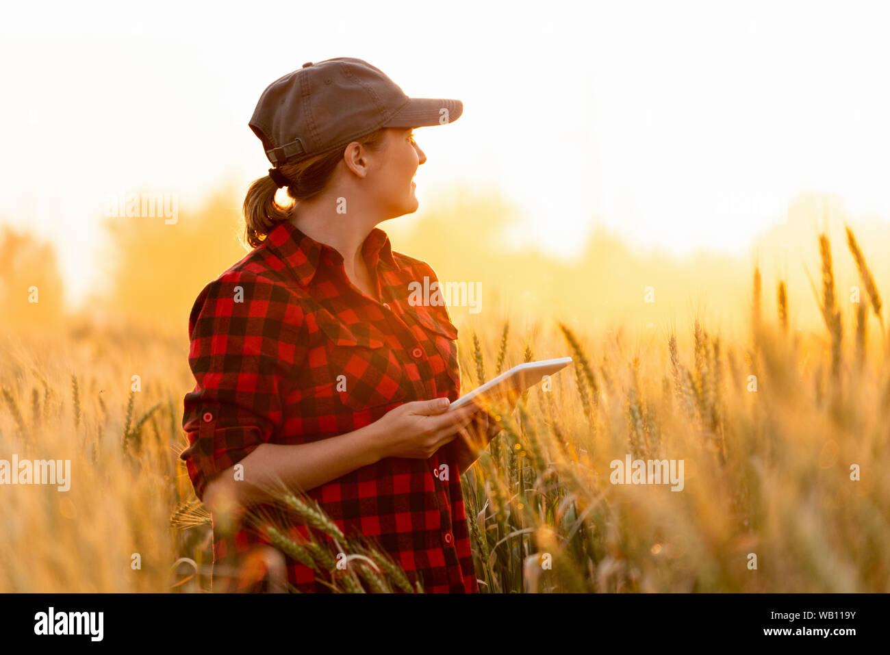 Eine Frau Bauer untersucht den Bereich der Getreide- und sendet die Daten an die Wolke aus der Tablette. Smart Farming und digitale Landwirtschaft. Stockfoto