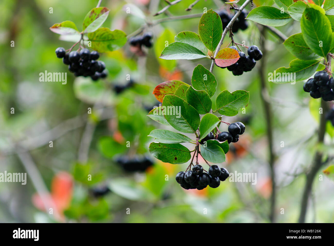 Aronia melanocarpa Aronia Beeren oder auf einem Busch. Strauch mit Trauben reif Aronia im Garten. Herbst Ernte. Stockfoto