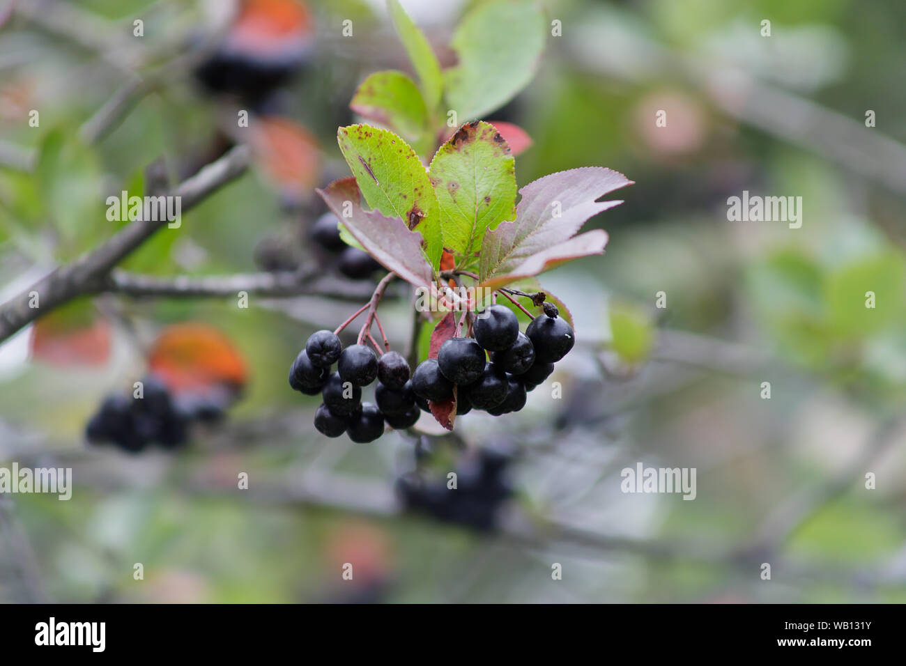 Aronia melanocarpa Aronia Beeren oder auf einem Busch. Strauch mit Trauben reif Aronia im Garten. Herbst Ernte. Stockfoto