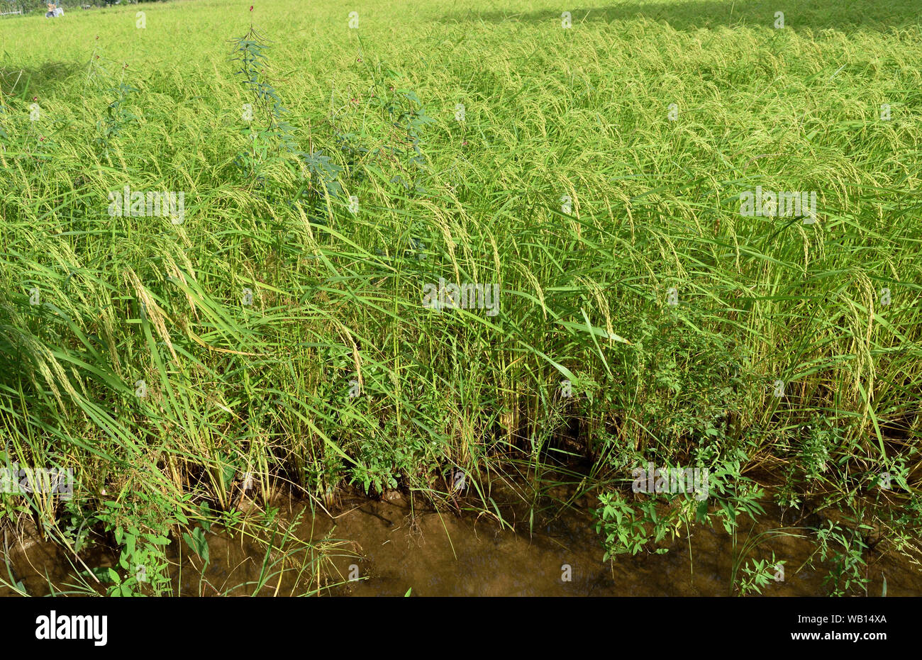 Grüner Reis Feldfrüchte mit Bündel von Samen, Landwirtschaft in Thailand Stockfoto