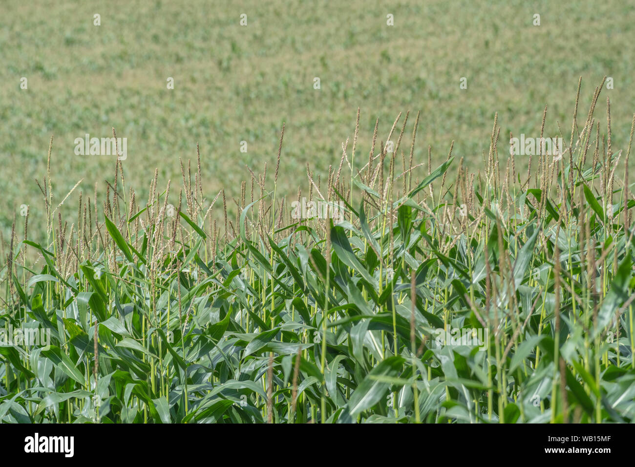 Mais/Mais/Zea mays wachsen in Zeilen in Cornwall. Männliche Blüte Quasten. Lebensmittel wachsen in das Feld ein. Stockfoto