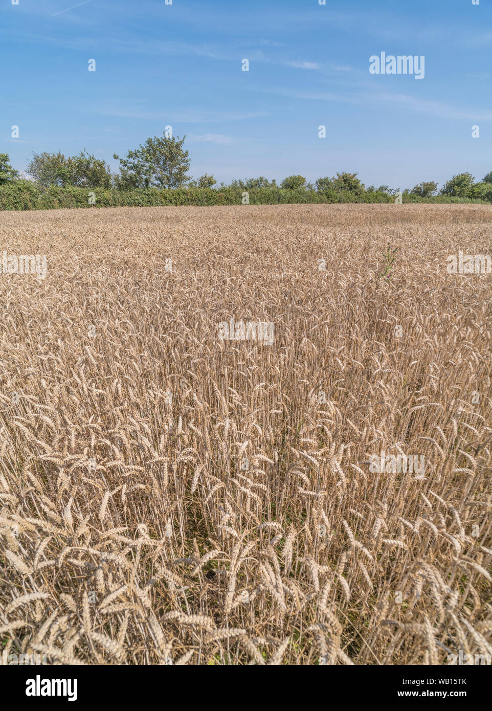 Reifung Weizen / Triticum Ernte in Großbritannien Feld mit Sommerhimmel hinter. Für die Ernährungssicherheit, die britische Landwirtschaft und Landwirtschaft, den Lebensmittelanbau auf dem Feld Stockfoto