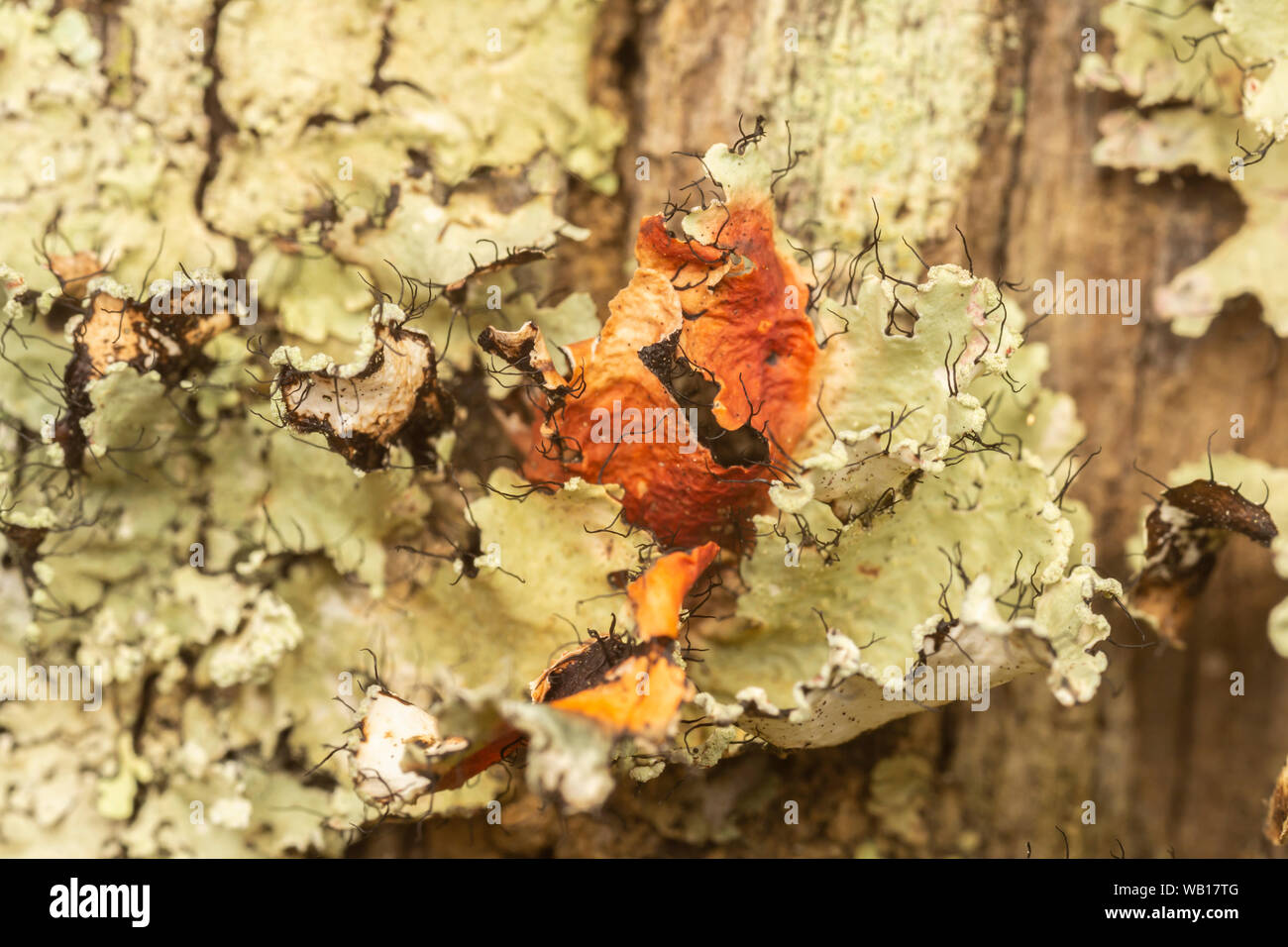 Pulverförmige Rüschen Flechten (Parmotrema hypotropum) Stockfoto