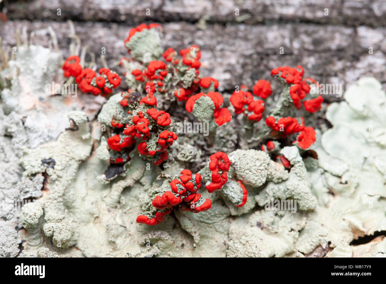 Britischer Soldat Flechten (Cladonia cristatella) Stockfoto