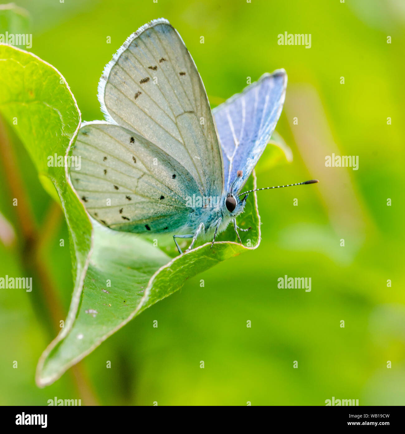 Blauer Schmetterling auf Blatt Stockfoto