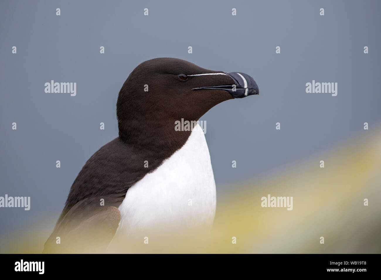 Schottland, Insel, Portrait von tordalk Stockfoto