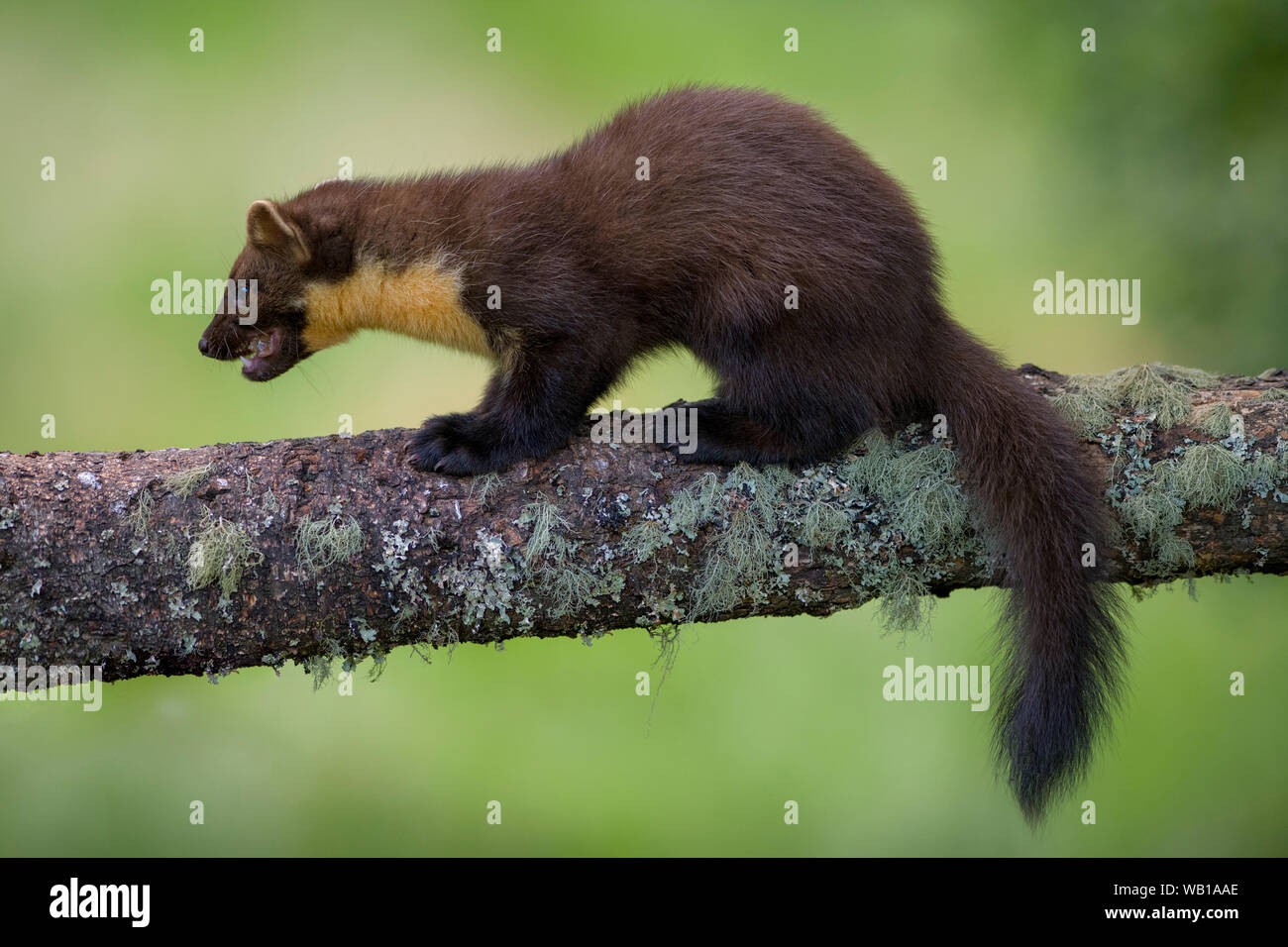 Großbritannien, Schottland, Marder auf Baumstamm Stockfoto