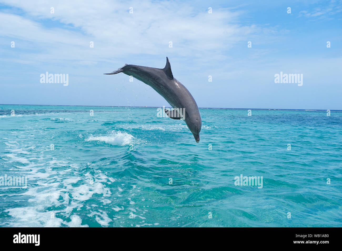 Honduras, Roatan, bottlenose Dolphin ins Meer springen Stockfoto