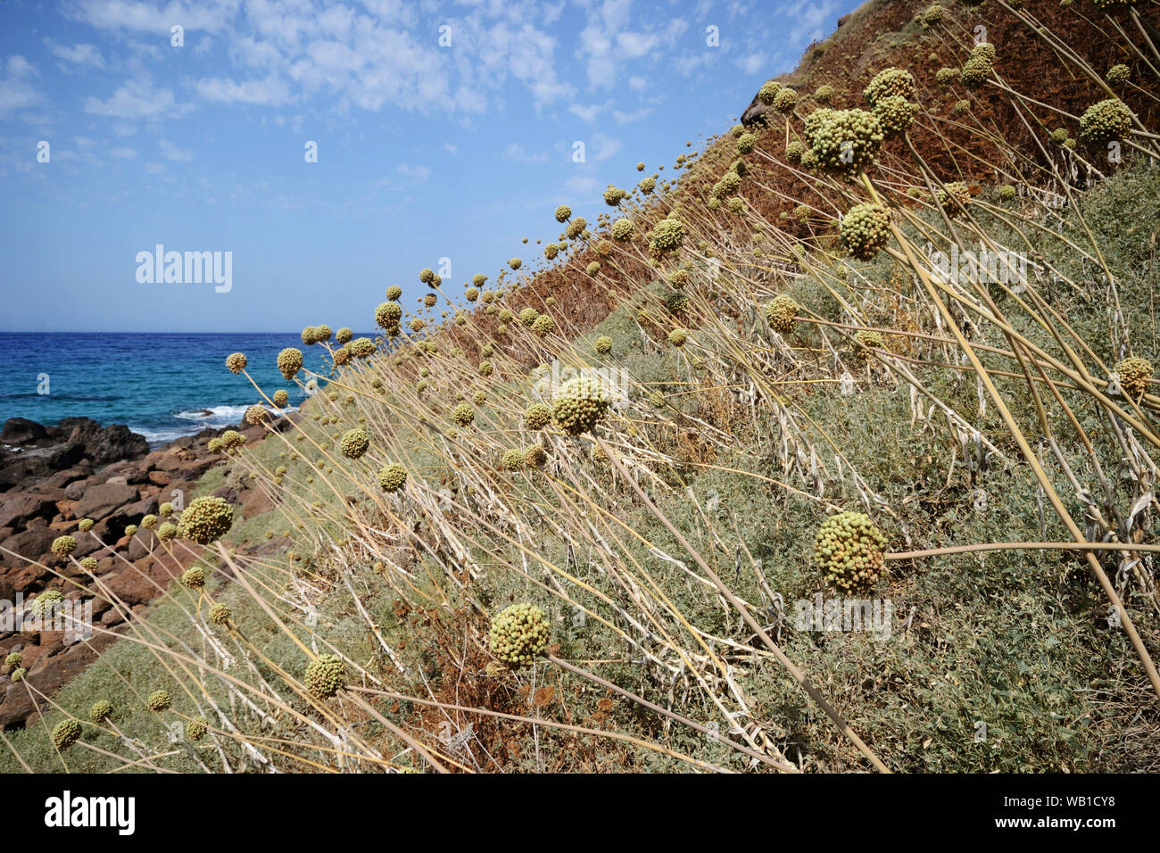 Die Küste der Bucht Cantareddi, in der Nähe von Castelsardo, Sardinien, mit Bärlauch Pflanzen in voller Blüte Stockfoto
