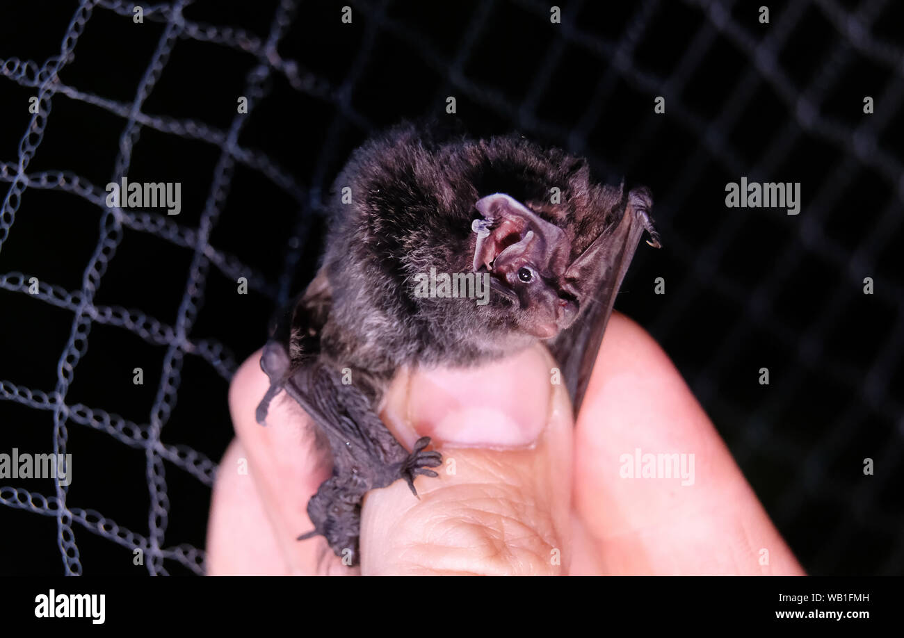 21. August 2019, Sachsen, Wermsdorf: ein Mops bat (Barbastella barbastellus) ist in der Wermsdorfer Wald durch einen Wissenschaftler vom Spezialisten office' hochfrequent" gehalten. Das Tier flog in ein Netz vor. Der Staatsbetrieb Sachsenforst begann ein Artenschutz Projekt gibt es in Zusammenarbeit mit dem sächsischen Landesamt für Umwelt, Landwirtschaft und Geologie. Im Projekt werden die einheimischen Fledermausarten werden aufgezeichnet und Veränderungen über längere Zeit beobachtet. Foto: Sebastian Willnow/dpa-Zentralbild/dpa Stockfoto