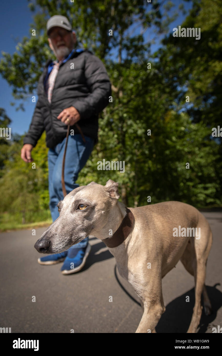 Alter Mann zu Fuß ein Whippet Stockfoto