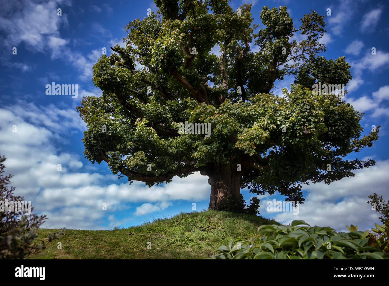 Grüner Baum auf einem Hügel Stockfoto