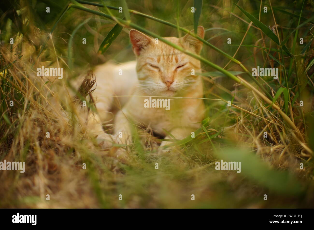 Ginger cat im Sommer Garten mit grünem Gras entspannen Stockfoto