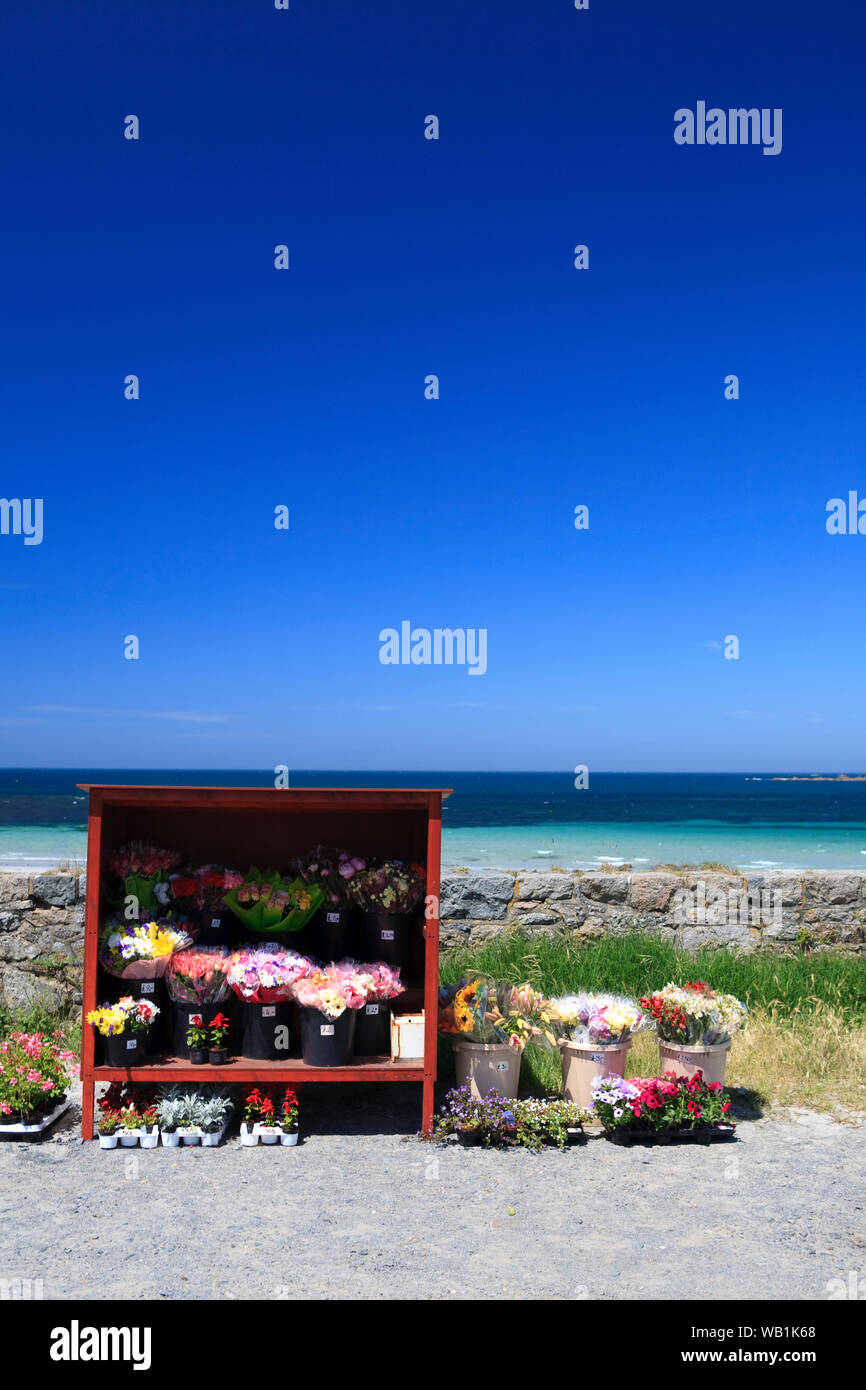 Malerischer Blick auf Blume bei Vazon Bay, Guernsey, Channel Islands, Großbritannien Abschaltdruck Stockfoto