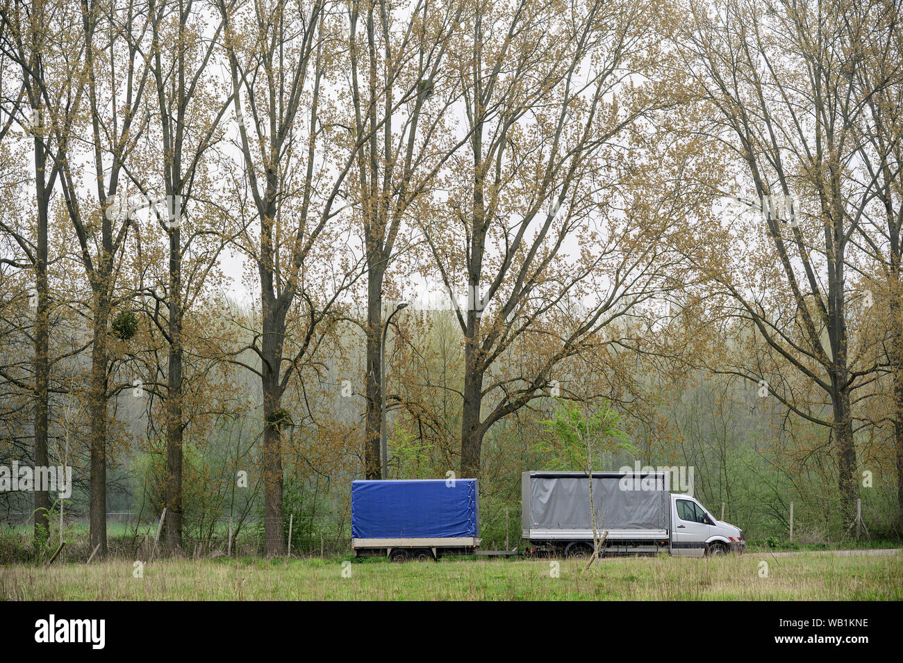 Europa, Europäische, Belgien, Halle, Wald Hallerbos, Straßenrand, 30078145 Stockfoto