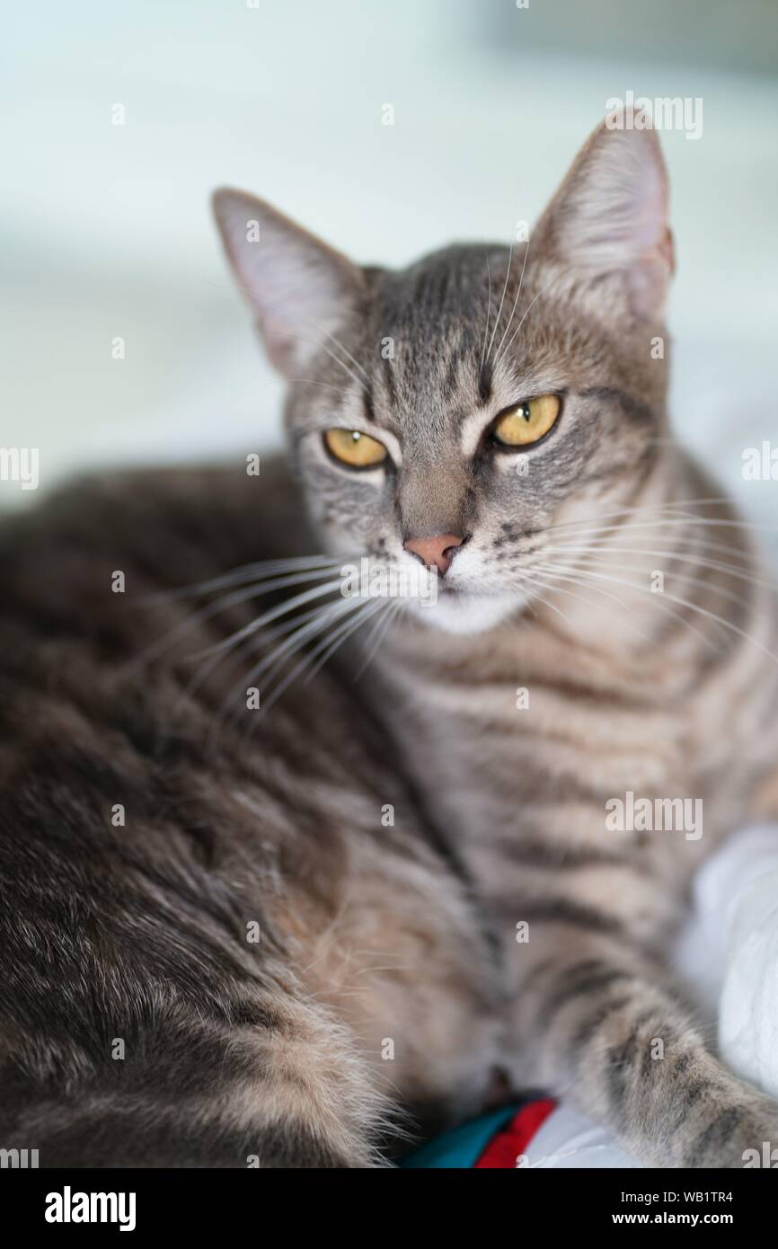 Cat Vorbereitung ein Nickerchen zu machen, während die Verlegung an frischen Blätter Stockfoto