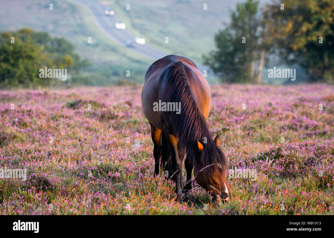 Ein einzelliges Pferd, das Gras frisst, am frühen Morgen in einem nebligen New Forest. Mit der A31 Straße im Hintergrund Stockfoto