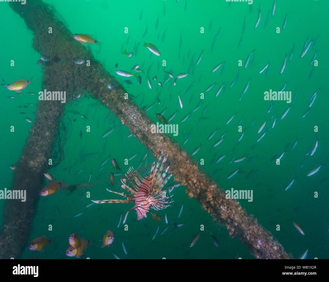 Tauchen in Pondicherry - Tempel Reef Stockfoto