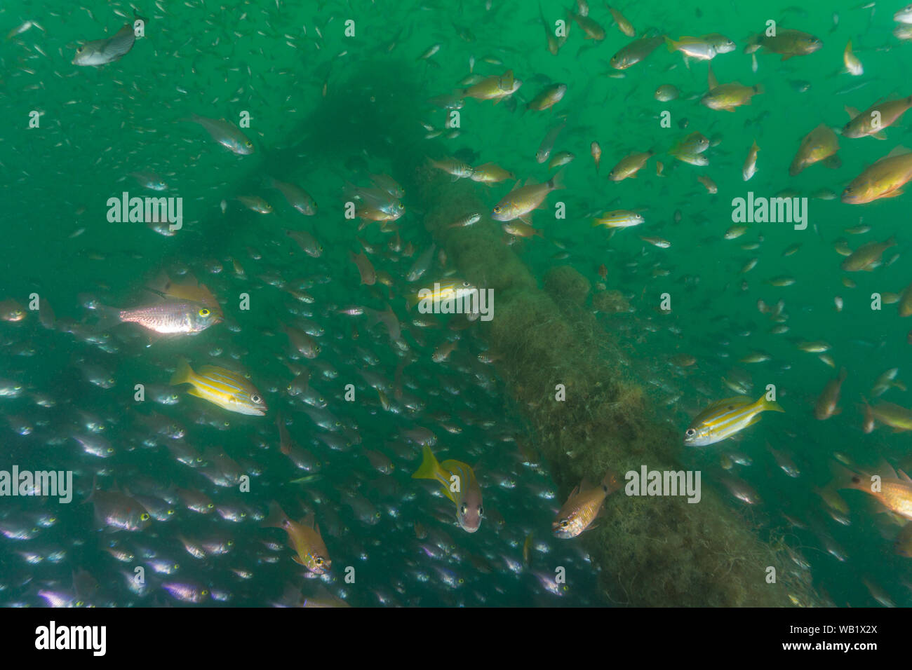 Tauchen in Pondicherry - Tempel Reef Stockfoto
