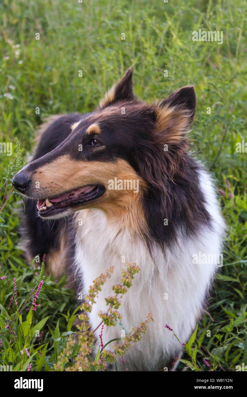 Eine Nahaufnahme von Tri Color Rough Collie Hund in einem Feld von hohem Gras Stockfoto