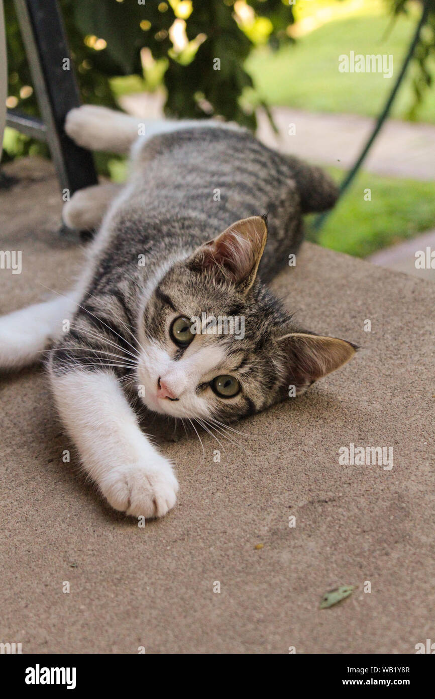 Gestreifte Tabby Katze, die Außerhalb auf Zement Veranda an Kamera suchen Stockfoto